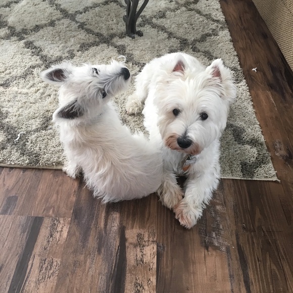 Meet your Posher, Donna - Picture 2 of 8